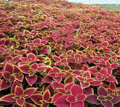 成都花卉租賃服務 彩葉草的租借與專業(yè)代管理