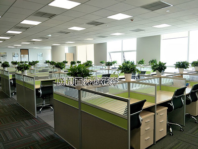 花卉綠植租擺案例解析 提升空間美感的商業與家庭解決方案