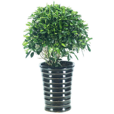 成都租綠植 非洲茉莉的租借與代管理服務