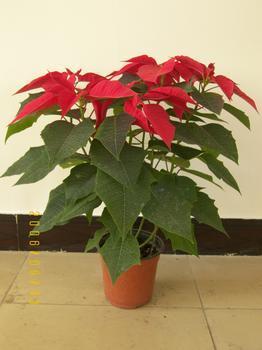 無錫花卉綠植租借與代管理服務 打造綠色辦公空間