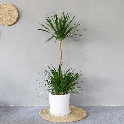 佛山植物租賃、租擺與售賣服務 綠植租借與代管理的便捷解決方案