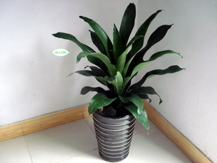 上海辦公室植物租擺服務 綠植盆栽租賃與專業(yè)代管理