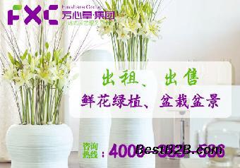 成都花木盆景租賃公司 專業花卉綠植租借與代管理服務