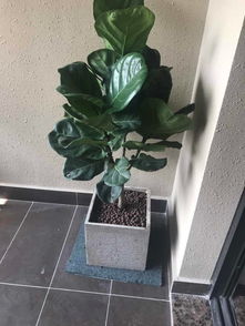 泉州公司租花服務 萬達綠植租擺、發財樹與開業盆栽的專業解決方案