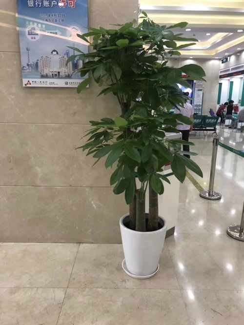 深圳坪山新區專業綠植租擺服務 一站式花卉綠植租借與代管理解決方案