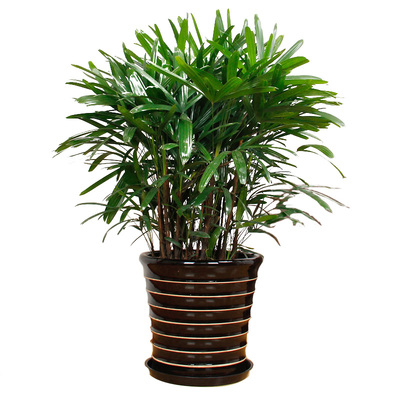 武漢室內外園林綠化與植物租賃服務全解析