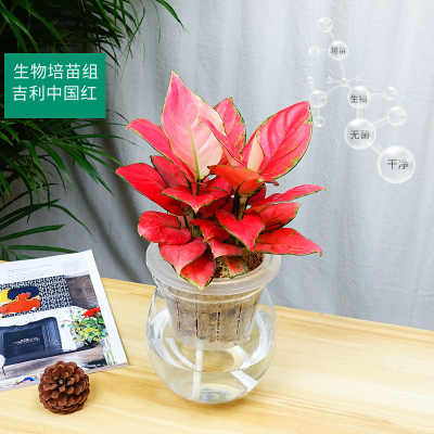 武漢綠植租賃服務 專業園藝解決方案助力企業環境美化