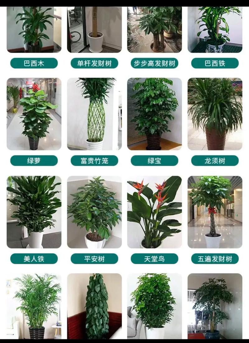 北京綠植花卉租賃與植物盆栽租擺 打造活力空間的綠色解決方案