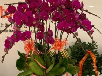 深圳寶安專業綠植租擺公司 點亮辦公與生活空間的綠色藝術