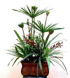 重慶主城植物租賃全解析 大花蕙蘭、綠蘿、發財樹與鮮花綠植租借服務