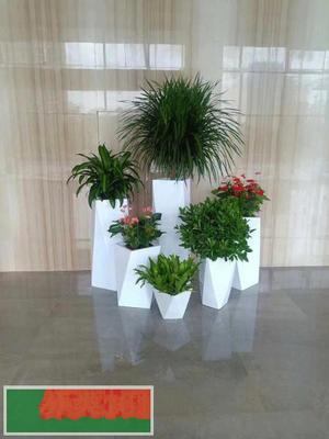 中山花卉綠植租擺 打造宜居生態空間，盡享綠色之美