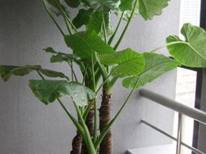 靜安新城龍茗路漕寶路七寶鎮綠植租賃租擺服務 打造都市綠色空間